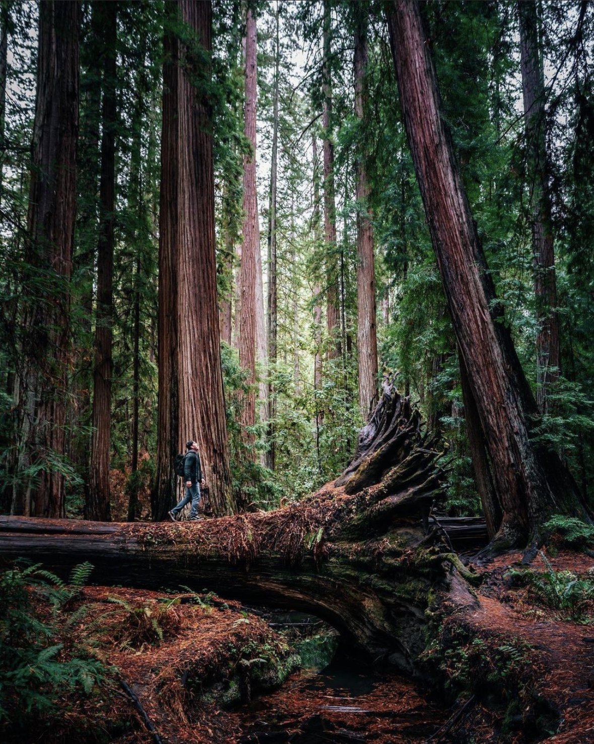 Old Growth Redwood Forest, Mendocino County