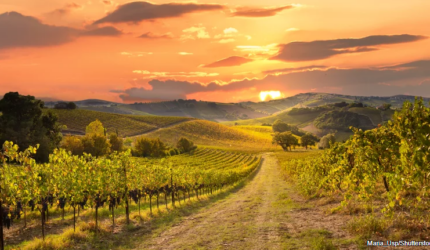 napa valley vineyard at sunset