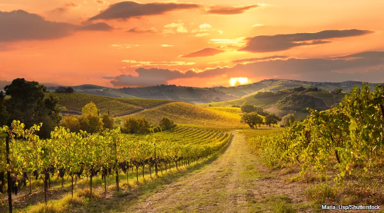 Napa vineyard at sunset