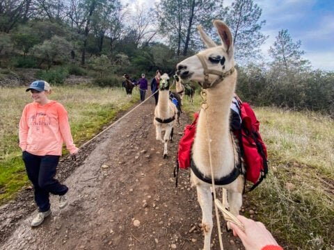 Llama Hikes with Happy Homestead