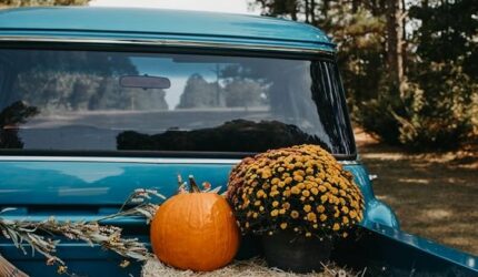 pumpkins in back of pickup truck