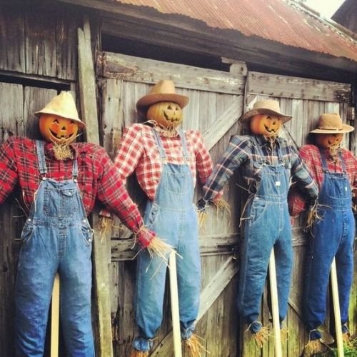 scarecrows along fence