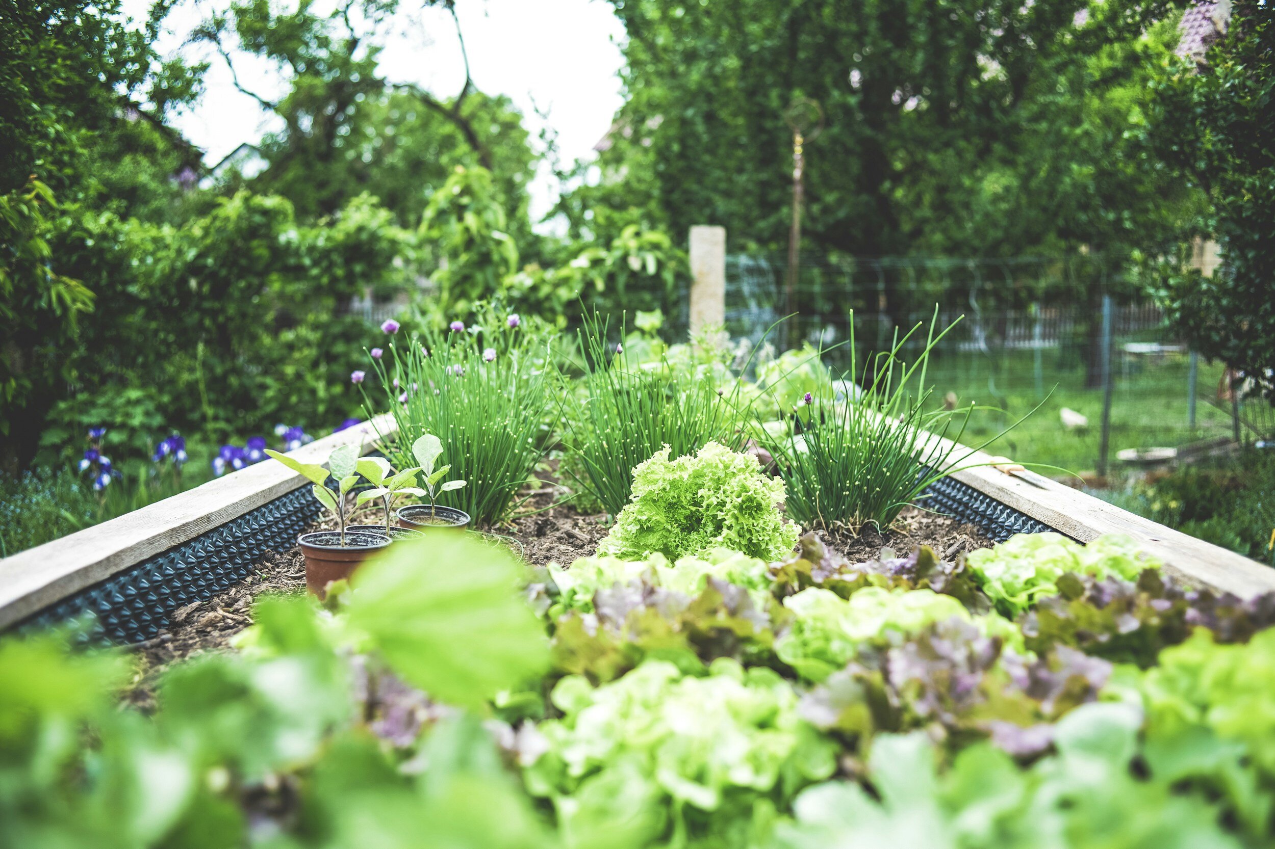 Spring vegetable garden;