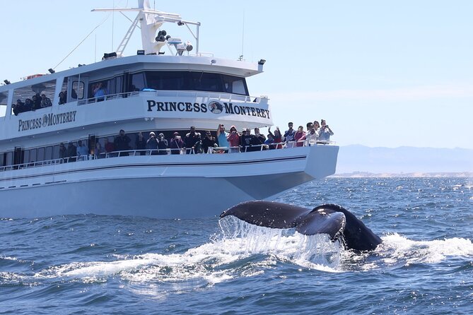 Whale Watching Excursion, Monterey Bay