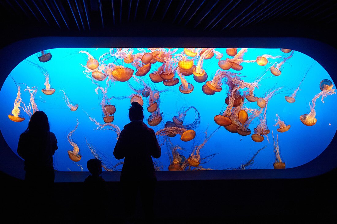 Monterey Bay Aquarium; 