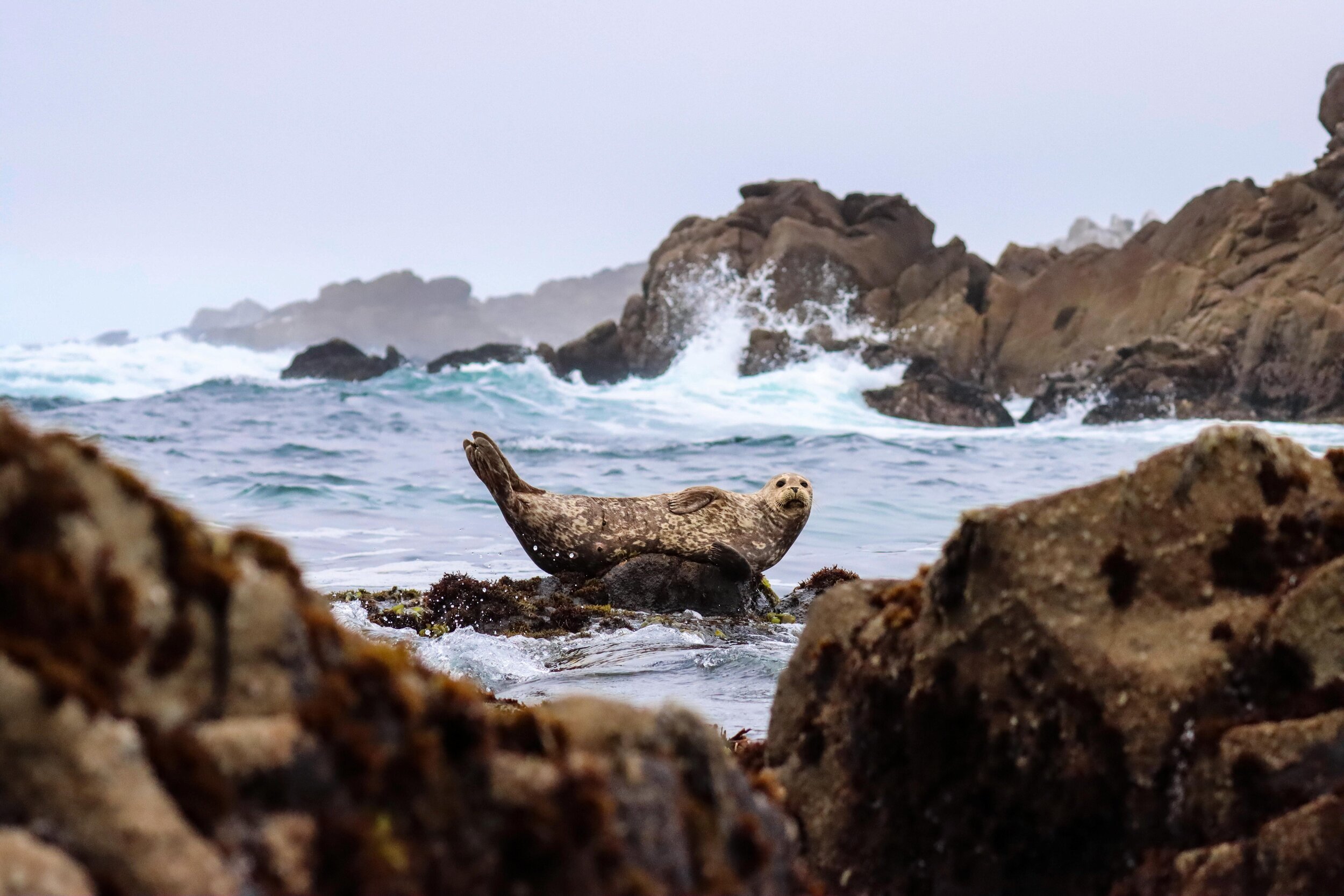 A harbor seal resting on the rocks in Pacific Grove, CA.