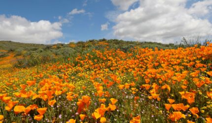 california poppies