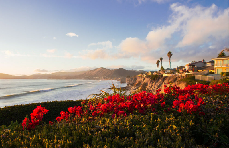 Pismo Beach Coastline with red flowers in foreground